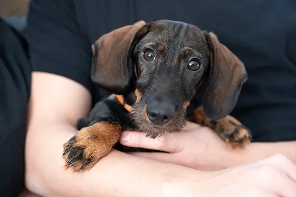 Hundeportrait in München
