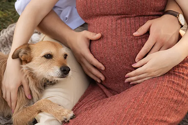 Babybauchshooting in München mit Hund und schönen Farben